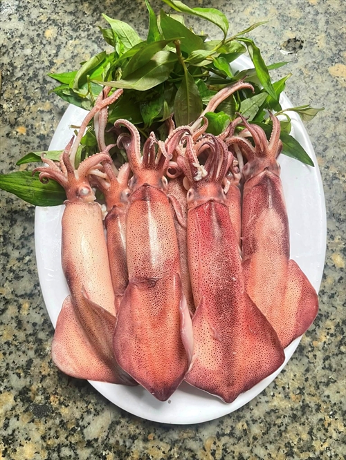MỰC NHÁY HÀ TĨNH