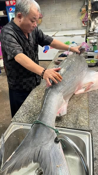 CÁ TRA DẦU – ĐẶC SẢN TỰ NHIÊN