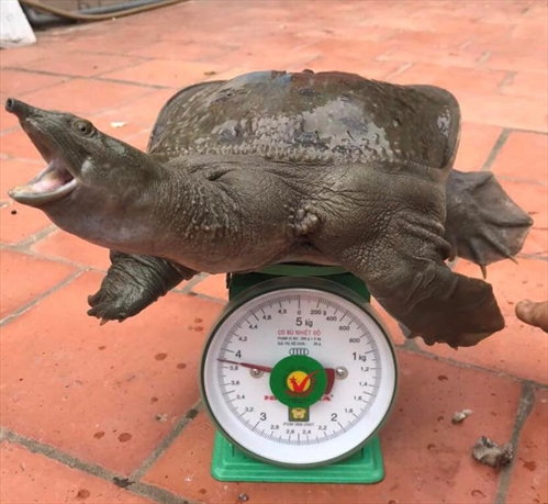 BABA KHỦNG NẤU CHUỐI ĐẬU